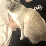 Foto del gato perdido en Toulouse