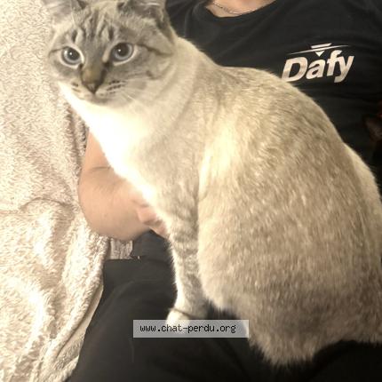 Foto 1/1 Pumpkin Chat perdido en Toulouse