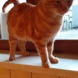 Foto del gato perdido en Rambervillers