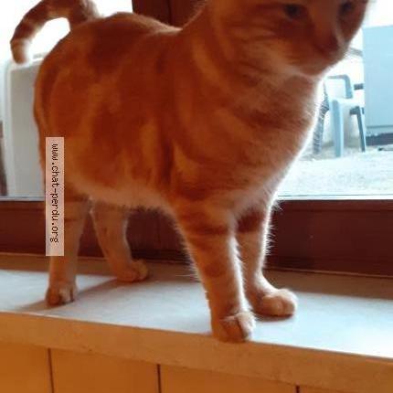 Foto 1/1 Sans nom Chat perdido en Rambervillers