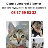 Foto del gato perdido en Opio