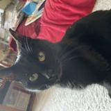 Foto de gato encontrado en Watermael Boitsfort