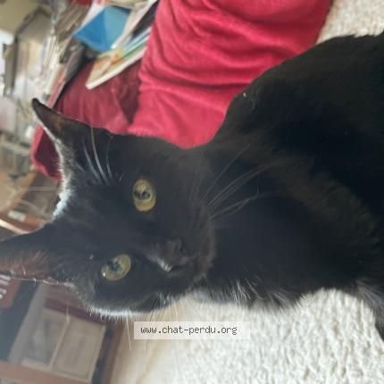 Foto 1/1 Gato encontrado Encontrado en Watermael boitsfort