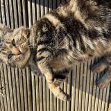 Foto de gato encontrado en Capdenac Le Haut