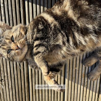 Foto 1/1 Gato encontrado Encontrado en Capdenac le haut