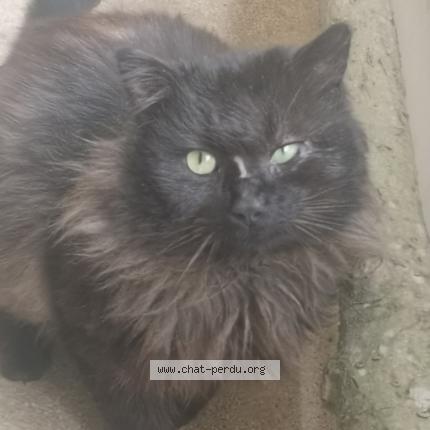 Foto 1/1 Gato encontrado Encontrado en Saint denis