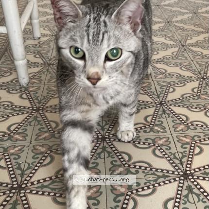 Foto 1/1 Mouche Chat perdido en Sombreffe