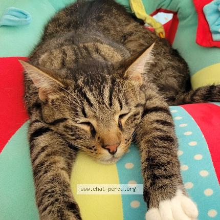 Foto 1/1 Matou Chat perdido en Saint bonnet le courreau