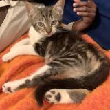 Foto del gato perdido en Tours