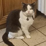 Foto del gato perdido en Ballancourt Sur Essonne