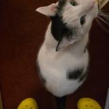 Foto del gato perdido en Brooklyn