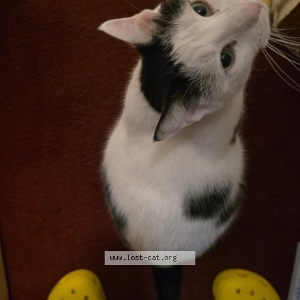 Foto 1/1 Mama Snow Chat perdido en Brooklyn