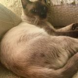 Foto del gato perdido en Perpignan