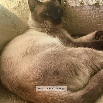 Foto 1/1 Titou Chat perdido en Perpignan