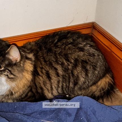 Foto 1/1 Gato encontrado Encontrado en Saint hyacinthe