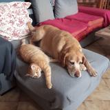 Foto del gato perdido en Meursac