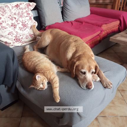 Foto 1/1 Lucky Chat perdido en Meursac