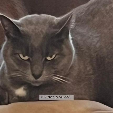 Foto 1/1 Roxy Chat perdido en Valbonne