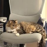 Foto del gato perdido en Vallan