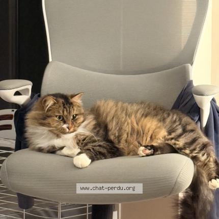 Foto 1/1 Chouchou Chat perdido en Vallan