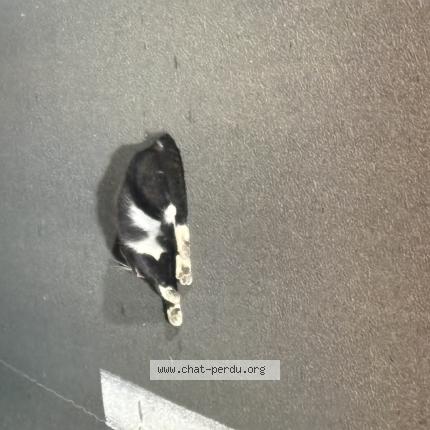 Foto 1/1 Gato encontrado Encontrado en Medis