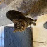 Foto de gato encontrado en St Vincent De Tyrosse