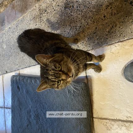 Foto 1/1 Gato encontrado Encontrado en St vincent de tyrosse