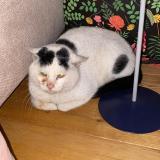 Foto de gato encontrado en Paris