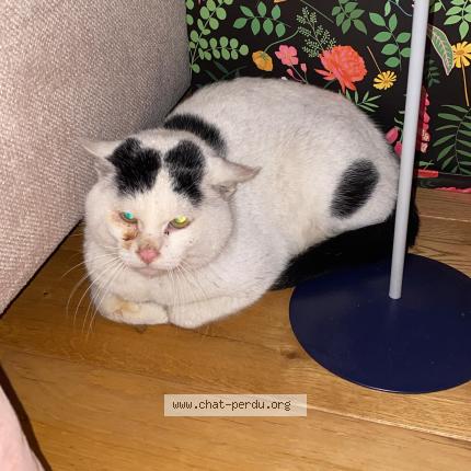 Foto 1/1 Gato encontrado Encontrado en Paris