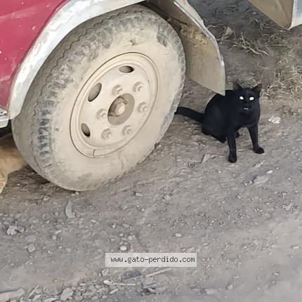 Foto 1/4 Shushu Chat perdido en Huanuco
