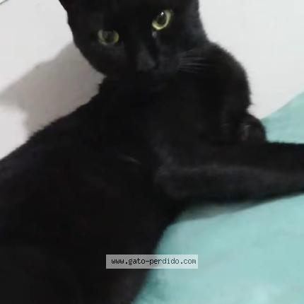 Foto 2/4 Shushu Chat perdido en Huanuco