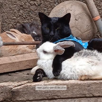 Foto 3/4 Shushu Chat perdido en Huanuco