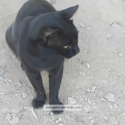 Foto 4/4 Shushu Chat perdido en Huanuco