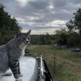 Foto del gato perdido en Le Champ St Pere