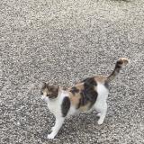 Foto del gato perdido en Montpellier