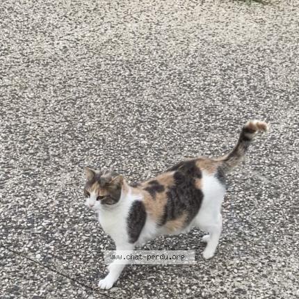 Foto 1/1 Perséphone Chat perdido en Montpellier
