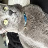 Foto del gato perdido en Webster