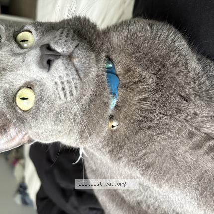 Foto 1/1 Levi Chat perdido en Webster