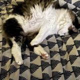 Foto del gato perdido en Saint Barthelemy D Anjiu