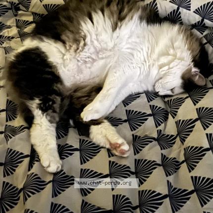 Foto 1/1 Simba Chat perdido en Saint barthelemy d anjiu