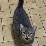 Foto de gato encontrado en Bazoges En Pareds