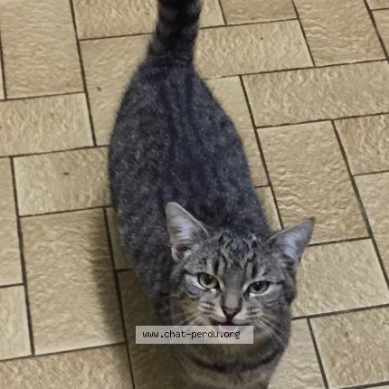 Foto 1/1 Gato encontrado Encontrado en Bazoges en pareds