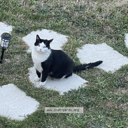 Foto 1/1 Loulou Chat perdido en Villemandeur