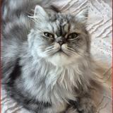 Foto del gato perdido en Saint Pol Sur Mer