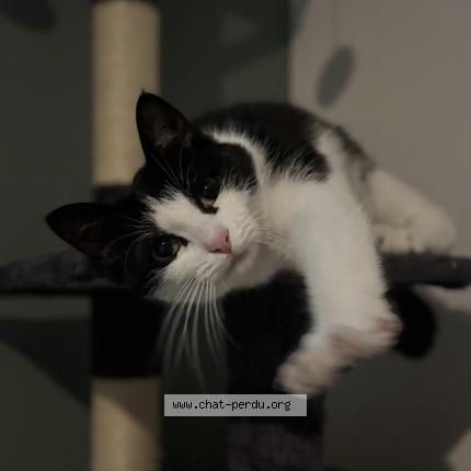 Foto 1/1 Xina Chat perdido en Audruicq