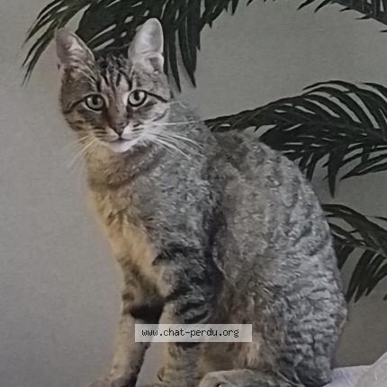 Foto 1/1 Tokyo Chat perdido en Opwijk