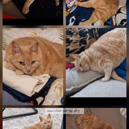 Foto 1/1 Lucky Chat perdido en Beauvais