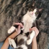 Foto de gato encontrado en Paris