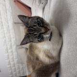 Foto del gato perdido en Venissieux