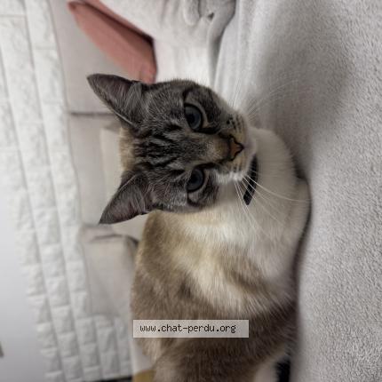 Foto 1/1 Bimo Chat perdido en Venissieux